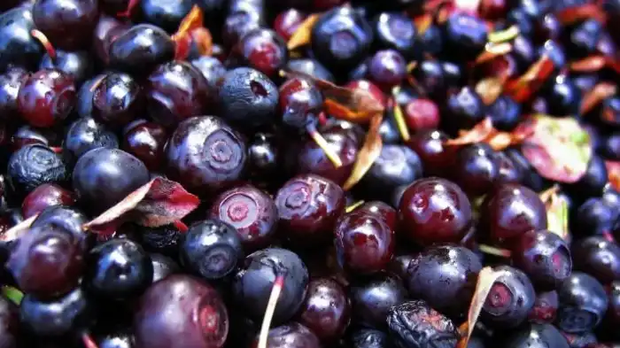 Can Dogs Eat Huckleberries?