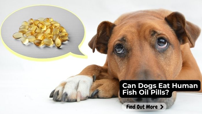 Can Dogs Eat Human Fish Oil Pills