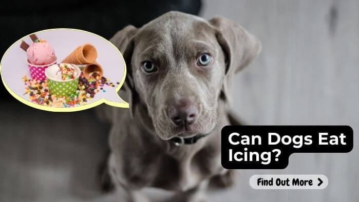 Can Dogs Eat Icing?