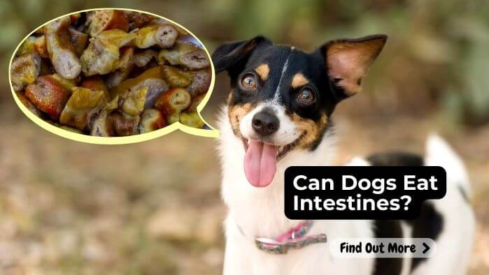 Can Dogs Eat Intestines