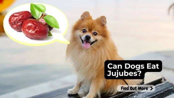 Can Dogs Eat Jujubes