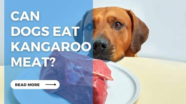 Can  Dogs Eat Kangaroo Meat