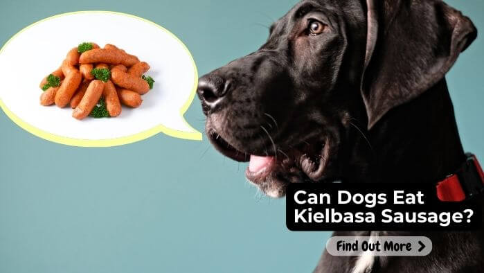 Can Dogs Eat Kielbasa Sausage