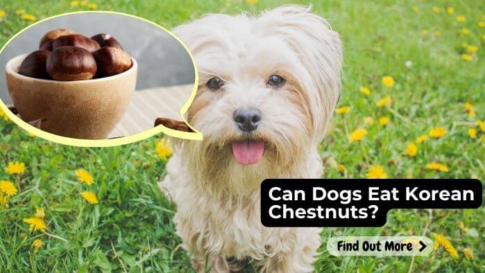 Can Dogs Eat Korean Chestnuts