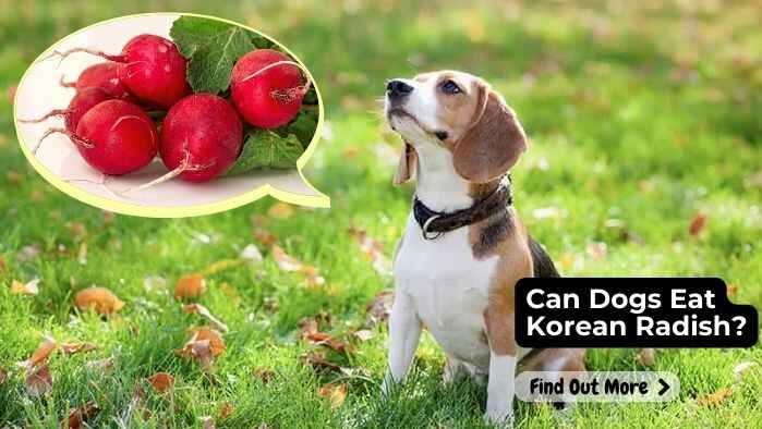 Can Dogs Eat Korean Radish