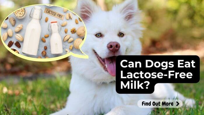 Can Dogs Eat Lactose-Free Milk