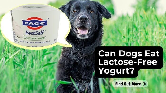 Can Dogs Eat Lactose-Free Yogurt