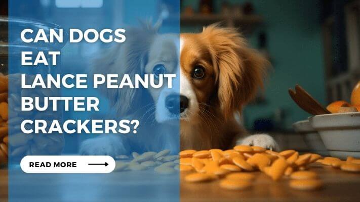 Can Dogs  Eat  Lance Peanut Butter Crackers