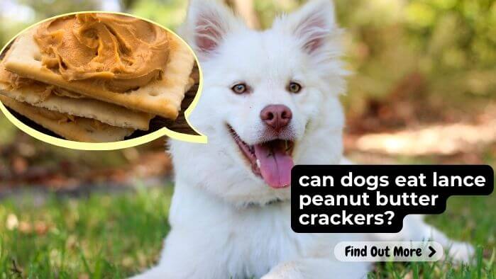 Can Dogs Eat Lance Peanut Butter Crackers?