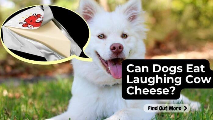 Can Dogs Eat Laughing Cow Cheese