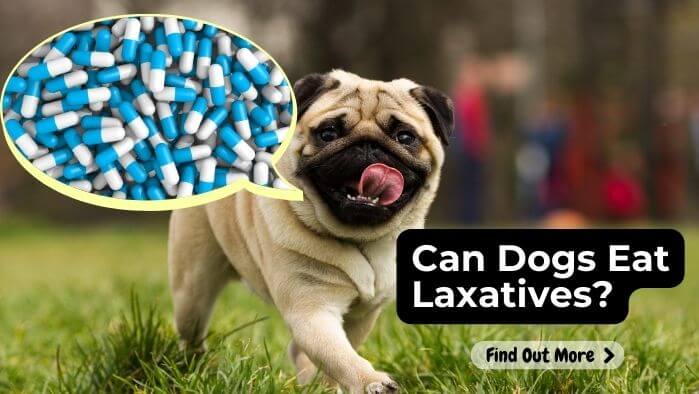 Can Dogs Eat Laxatives