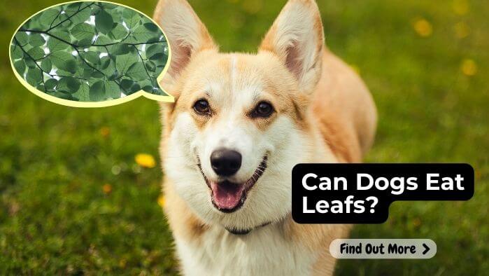 Can Dogs Eat Leafs