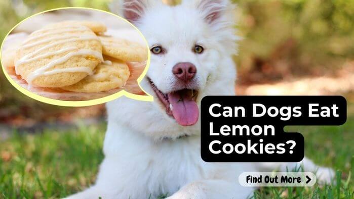 Can Dogs Eat Lemon Cookies