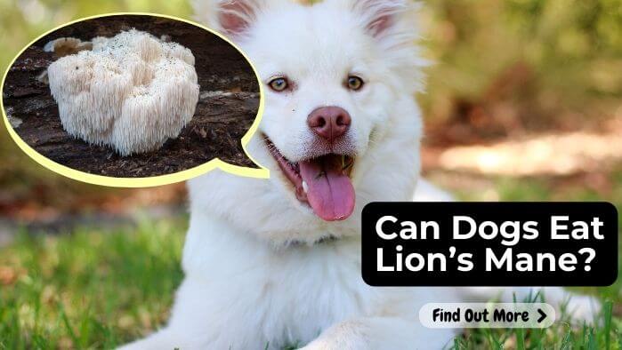 Can Dogs Eat Lion’s Mane