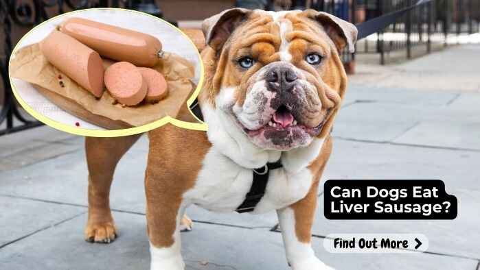 Can Dogs Eat Liver Sausage