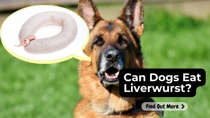 Can-Dogs-Eat-Liverwurst