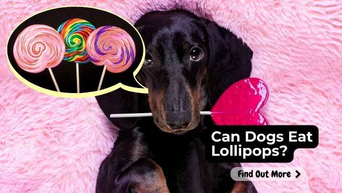 Can Dogs Eat Lollipops