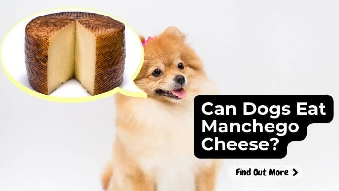 Can Dogs Eat Manchego Cheese