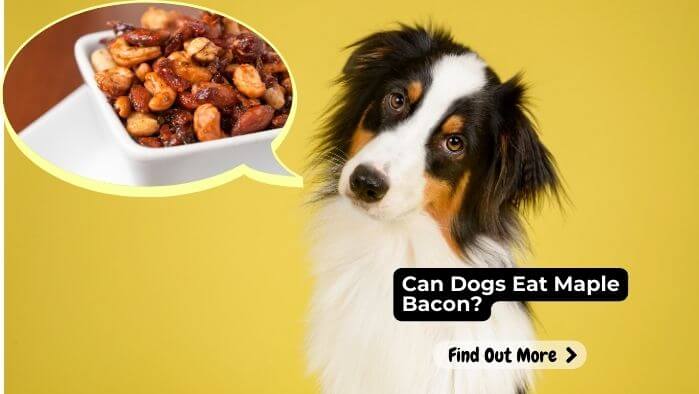 Can Dogs Eat Maple Bacon