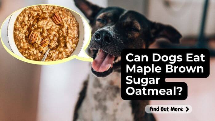 Can Dogs Eat Maple Brown Sugar Oatmeal