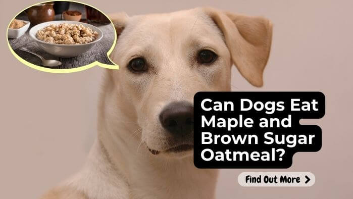 Can Dogs Eat Maple and Brown Sugar Oatmeal