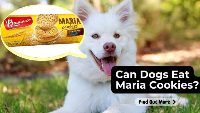 Can Dogs Eat Maria Cookies