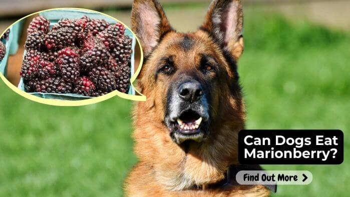 Can Dogs Eat Marionberry