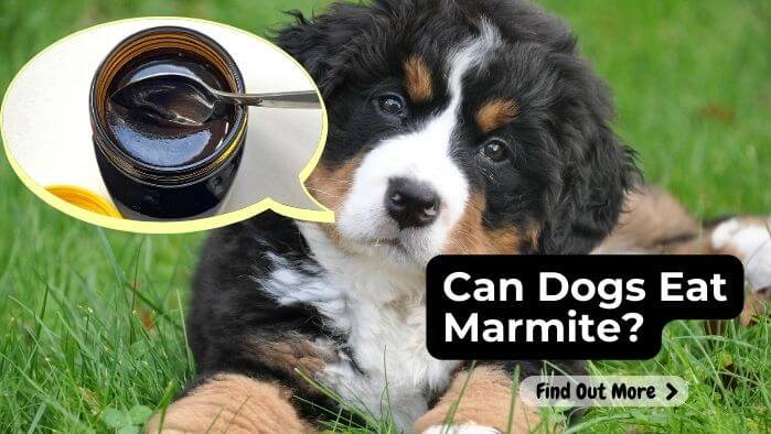 Can Dogs Eat Marmite