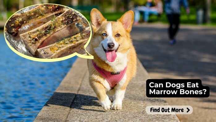 Can Dogs Eat Marrow Bones
