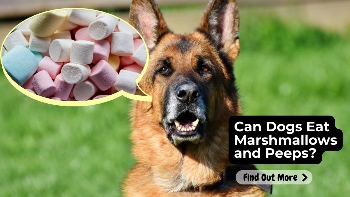 Can Dogs Eat Marshmallows and Peeps