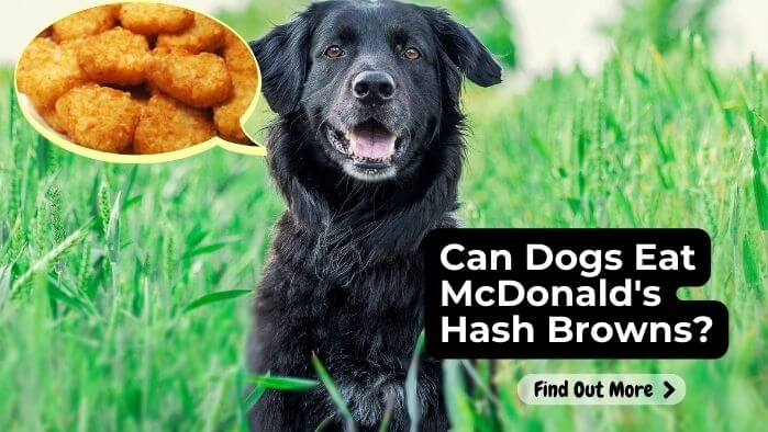 Can Dogs Eat McDonald's Hash Browns