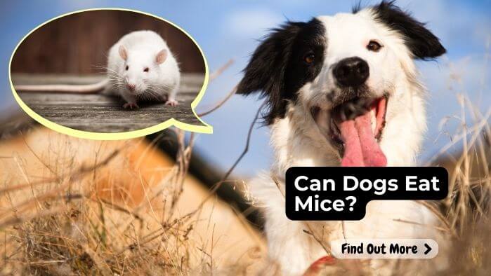 Can Dogs Eat Mice