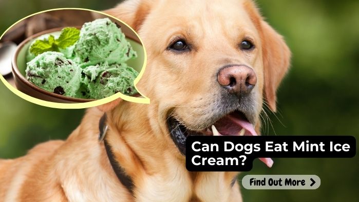 Can Dogs Eat Mint Ice Cream