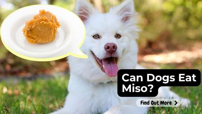 Can Dogs Eat Miso