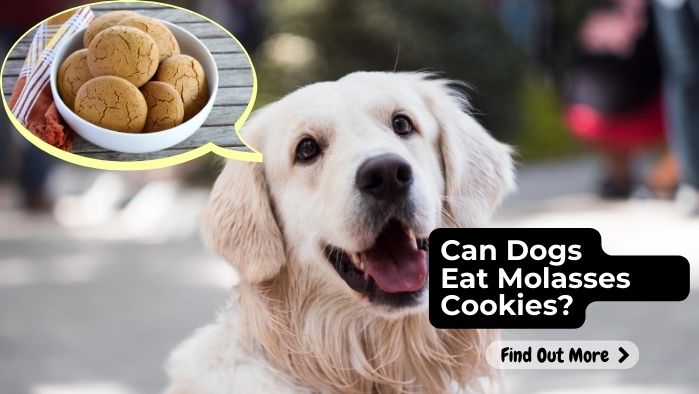 Can Dogs Eat Molasses Cookies