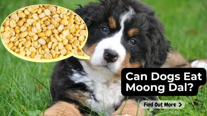 Can Dogs Eat Moong Dal