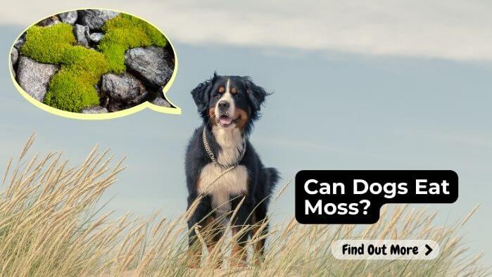 Can Dogs Eat Moss