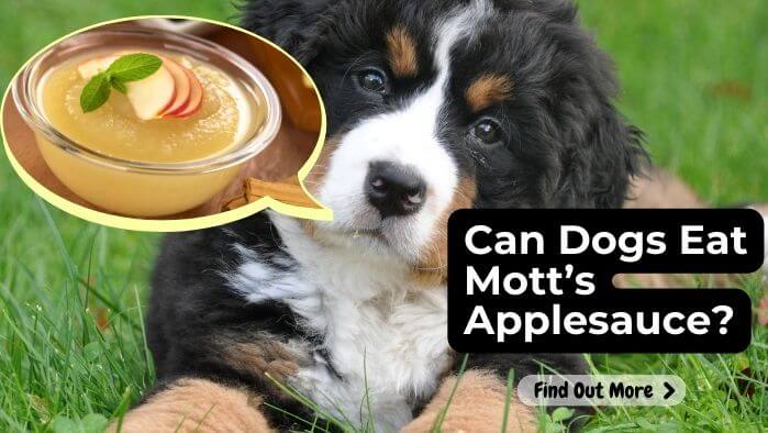 Can Dogs Eat Mott’s Applesauce