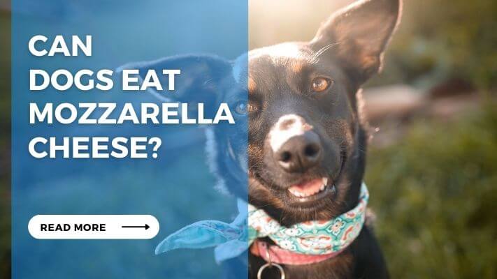 Can Dogs Eat Mozzarella Cheese