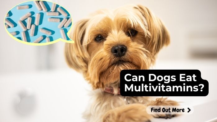 Can Dogs Eat Multivitamins