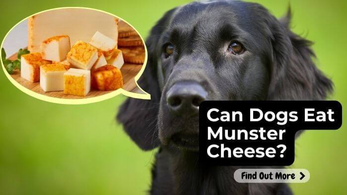 Can Dogs Eat Munster Cheese