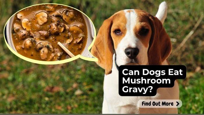 Can Dogs Eat Mushroom Gravy