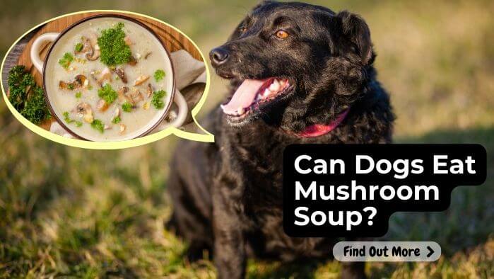 Can Dogs Eat Mushroom Soup