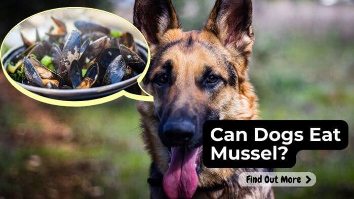 Can Dogs Eat Mussel