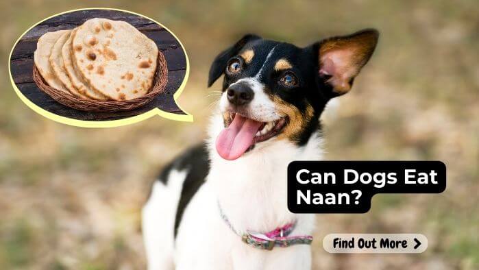 Can Dogs Eat Naan