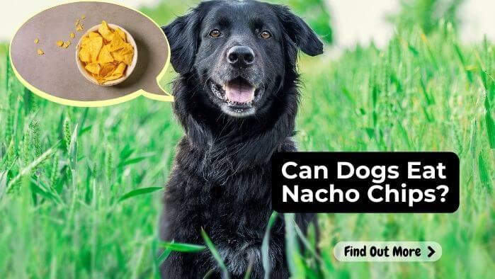 Can Dogs Eat Nacho Chips