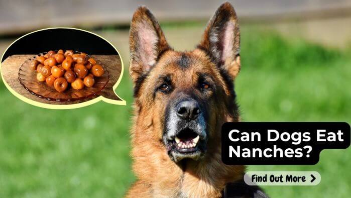 Can Dogs Eat Nanches