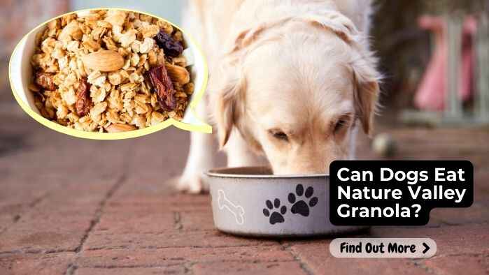 Can Dogs Eat Nature Valley Granola