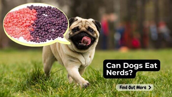 Can Dogs Eat Nerds