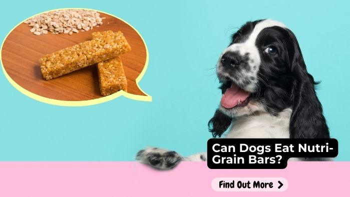 Can Dogs Eat Nutri-Grain Bars